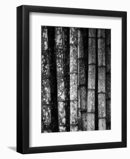 Bamboo-John Gusky-Framed Photographic Print