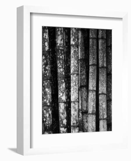 Bamboo-John Gusky-Framed Photographic Print