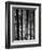 Bamboo-John Gusky-Framed Photographic Print