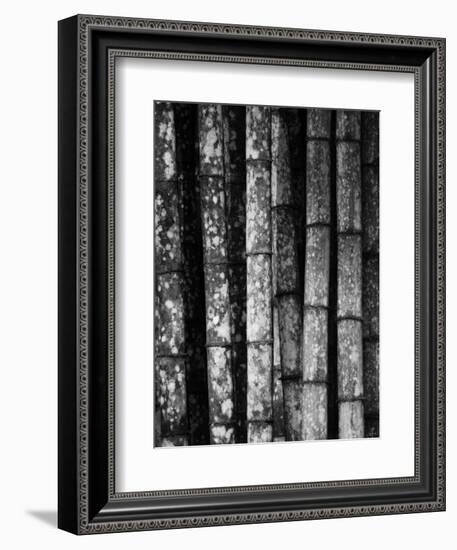 Bamboo-John Gusky-Framed Photographic Print