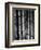 Bamboo-John Gusky-Framed Photographic Print