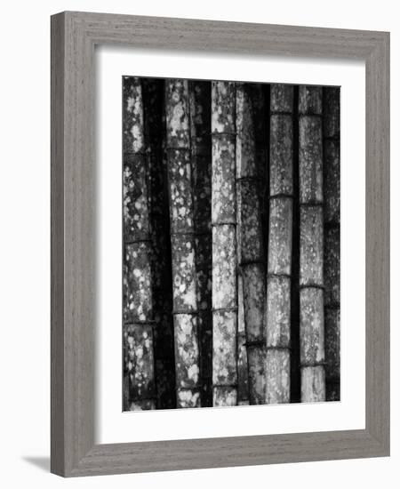 Bamboo-John Gusky-Framed Photographic Print