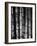 Bamboo-John Gusky-Framed Photographic Print