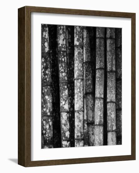 Bamboo-John Gusky-Framed Photographic Print