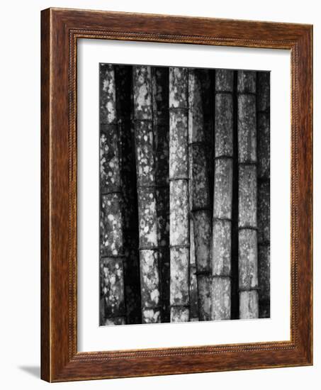 Bamboo-John Gusky-Framed Photographic Print