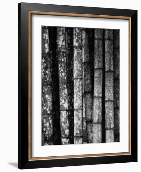 Bamboo-John Gusky-Framed Photographic Print