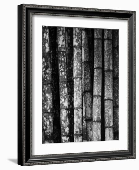 Bamboo-John Gusky-Framed Photographic Print