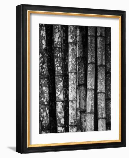 Bamboo-John Gusky-Framed Photographic Print