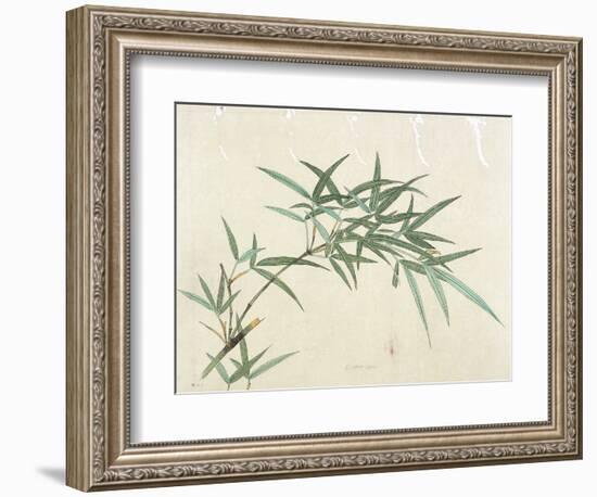 Bamboo-null-Framed Giclee Print