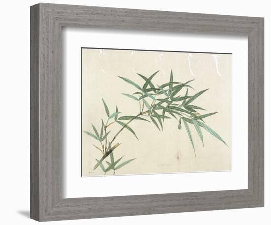 Bamboo-null-Framed Giclee Print