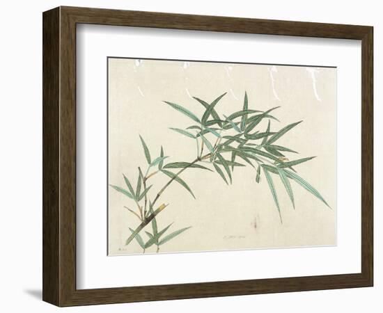 Bamboo-null-Framed Giclee Print