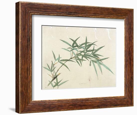 Bamboo-null-Framed Giclee Print