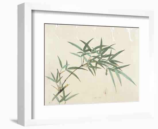 Bamboo-null-Framed Giclee Print