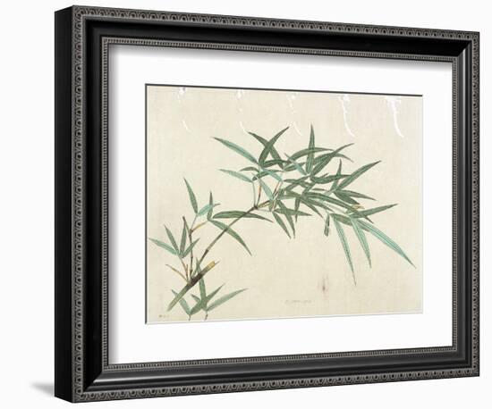 Bamboo-null-Framed Giclee Print