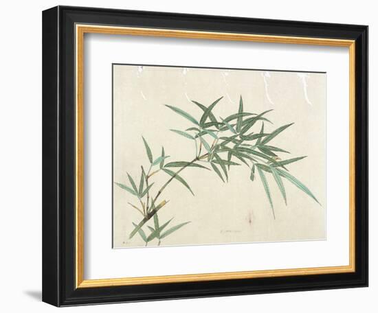 Bamboo-null-Framed Giclee Print