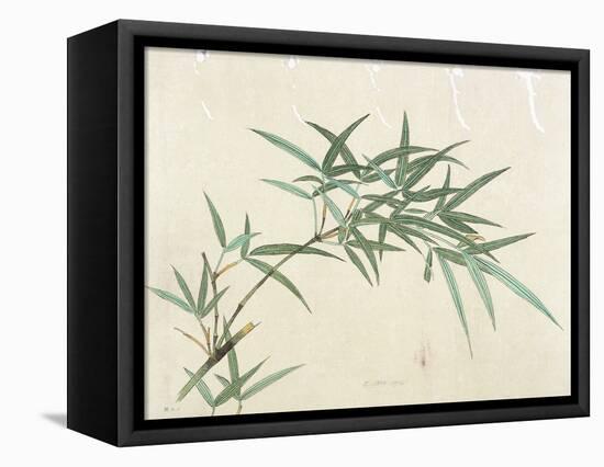 Bamboo-null-Framed Premier Image Canvas