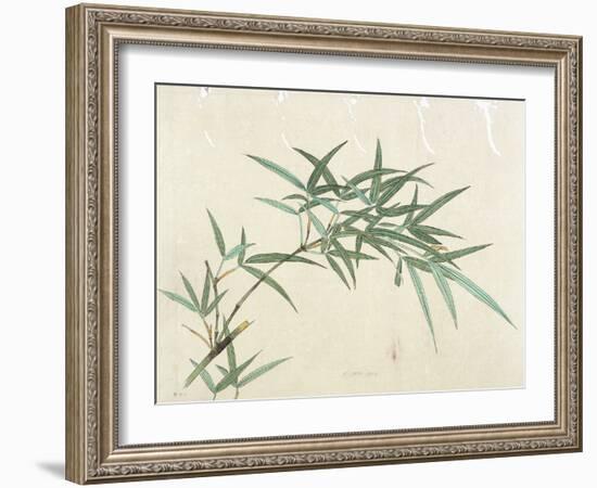 Bamboo-null-Framed Giclee Print