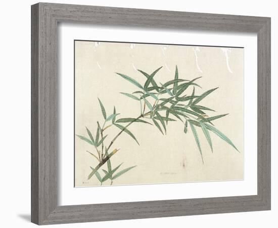 Bamboo-null-Framed Giclee Print