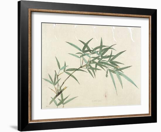 Bamboo-null-Framed Giclee Print