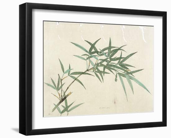 Bamboo-null-Framed Giclee Print