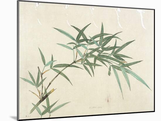 Bamboo-null-Mounted Giclee Print