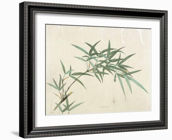 Bamboo-null-Framed Giclee Print