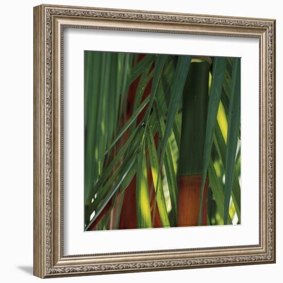 Bamboos, Costa Rica-Cindy Miller Hopkins-Framed Art Print