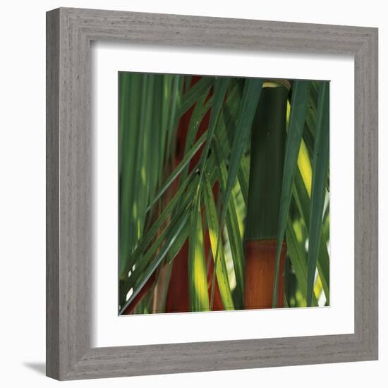 Bamboos, Costa Rica-Cindy Miller Hopkins-Framed Art Print