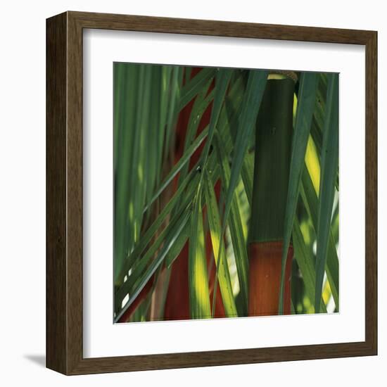 Bamboos, Costa Rica-Cindy Miller Hopkins-Framed Art Print