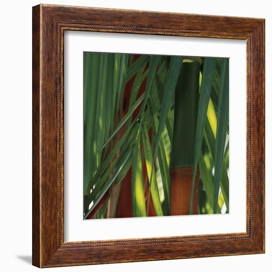 Bamboos, Costa Rica-Cindy Miller Hopkins-Framed Art Print