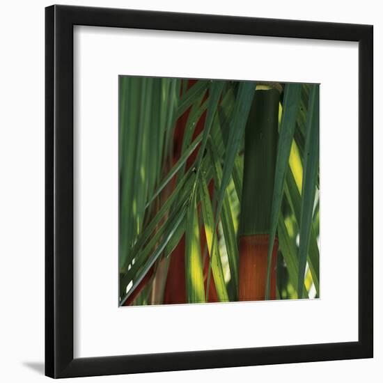 Bamboos, Costa Rica-Cindy Miller Hopkins-Framed Art Print