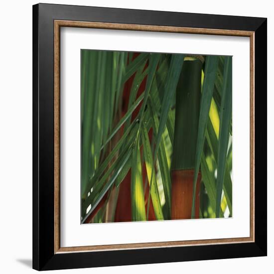 Bamboos, Costa Rica-Cindy Miller Hopkins-Framed Art Print