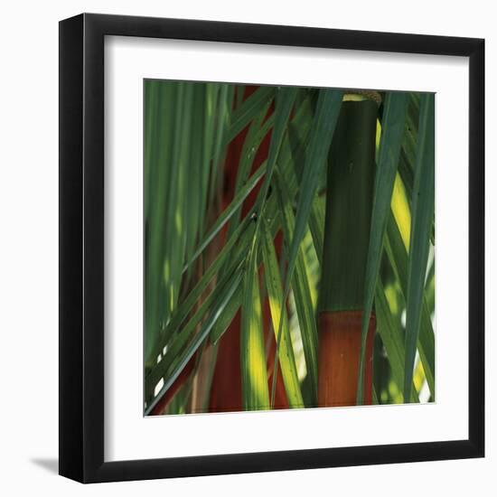 Bamboos, Costa Rica-Cindy Miller Hopkins-Framed Art Print