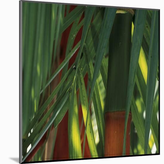 Bamboos, Costa Rica-Cindy Miller Hopkins-Mounted Art Print