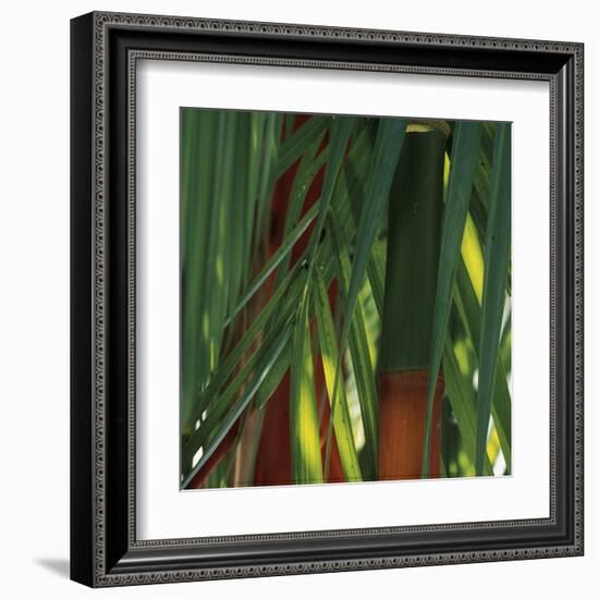 Bamboos, Costa Rica-Cindy Miller Hopkins-Framed Art Print