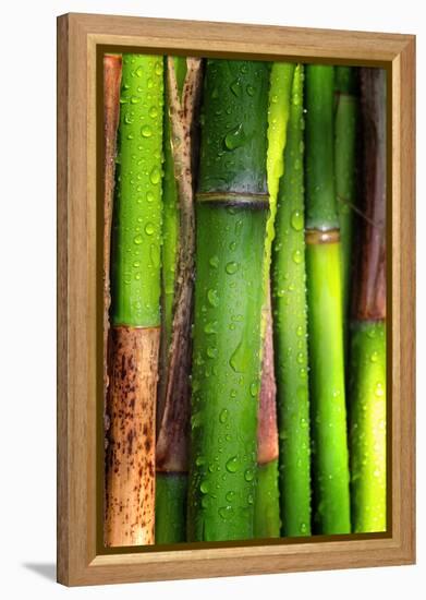 Bamboos Crying-Philippe Sainte-Laudy-Framed Premier Image Canvas