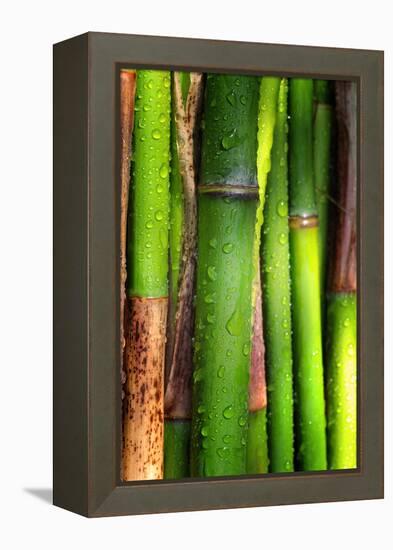 Bamboos Crying-Philippe Sainte-Laudy-Framed Premier Image Canvas