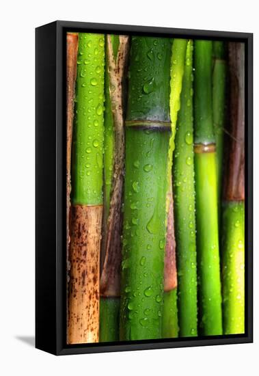 Bamboos Crying-Philippe Sainte-Laudy-Framed Premier Image Canvas