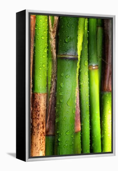 Bamboos Crying-Philippe Sainte-Laudy-Framed Premier Image Canvas