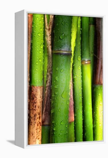 Bamboos Crying-Philippe Sainte-Laudy-Framed Premier Image Canvas