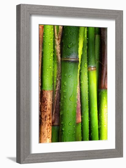 Bamboos Crying-Philippe Sainte-Laudy-Framed Photographic Print