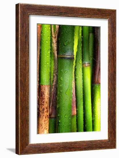 Bamboos Crying-Philippe Sainte-Laudy-Framed Photographic Print