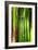 Bamboos Crying-Philippe Sainte-Laudy-Framed Photographic Print