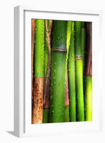 Bamboos Crying-Philippe Sainte-Laudy-Framed Photographic Print