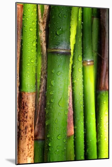 Bamboos Crying-Philippe Sainte-Laudy-Mounted Photographic Print