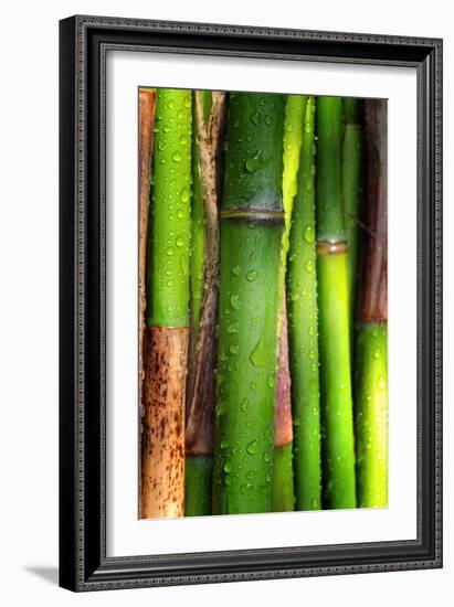 Bamboos Crying-Philippe Sainte-Laudy-Framed Photographic Print