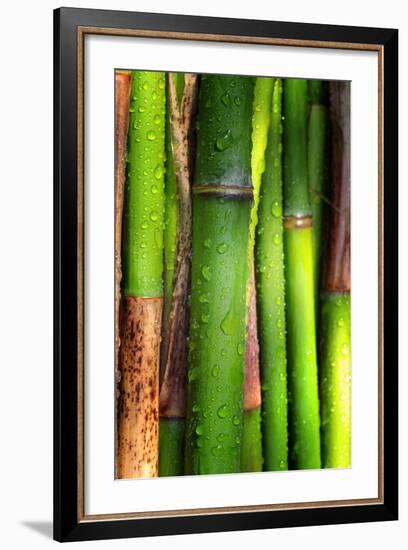 Bamboos Crying-Philippe Sainte-Laudy-Framed Photographic Print