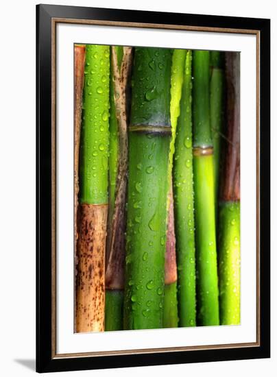 Bamboos Crying-Philippe Sainte-Laudy-Framed Photographic Print