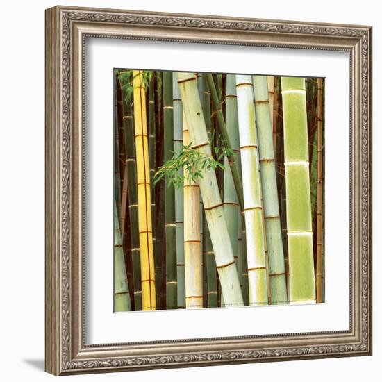 Bamboos Forest, Sagano, Kyoto, Japan-Rob Tilley-Framed Art Print