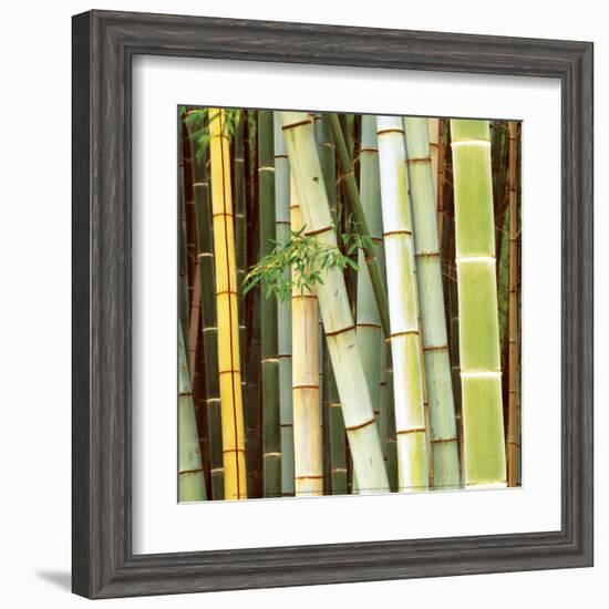 Bamboos Forest, Sagano, Kyoto, Japan-Rob Tilley-Framed Art Print